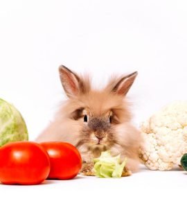 Can Rabbits Eat Cucumbers? See The Benefits of This Vegetable For Your Pet!