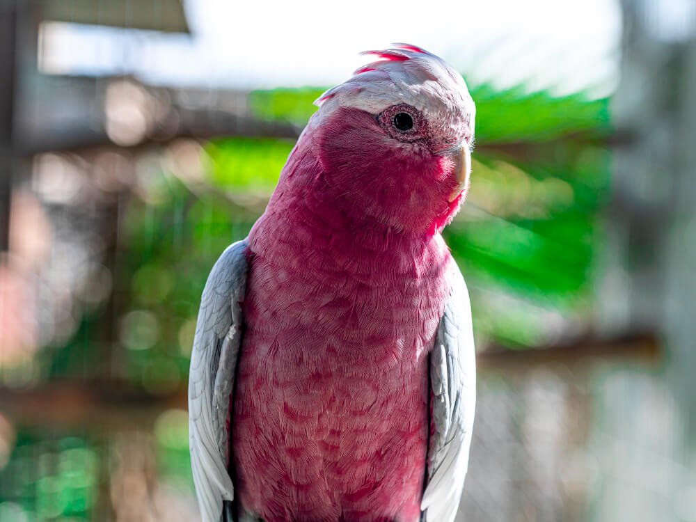 Cockatoo in pink