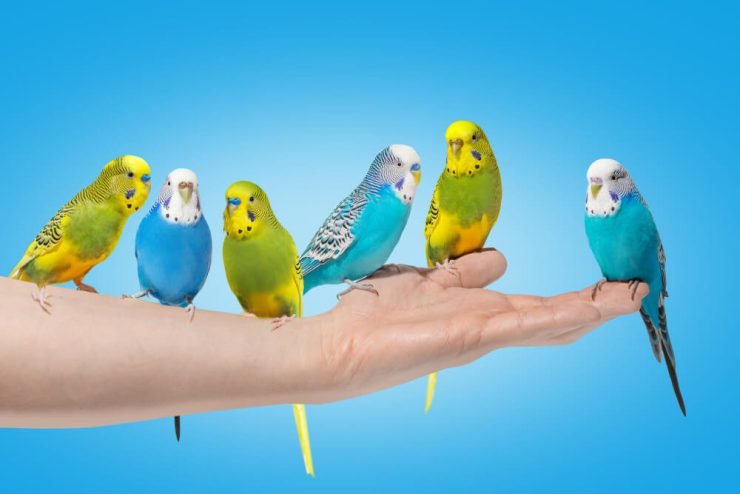 Discover The Main Colors of The Budgerigar
