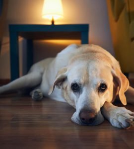 Dog with depression Causes and Treatment