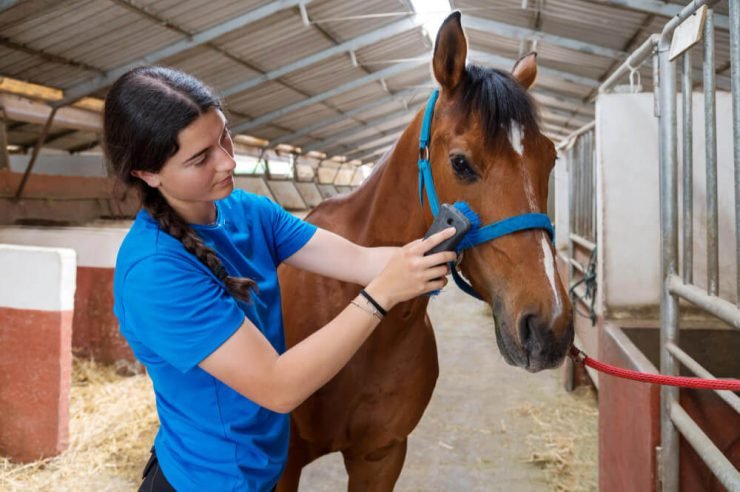 Horse Hair Care Tips and Tricks For A Healthy Mane