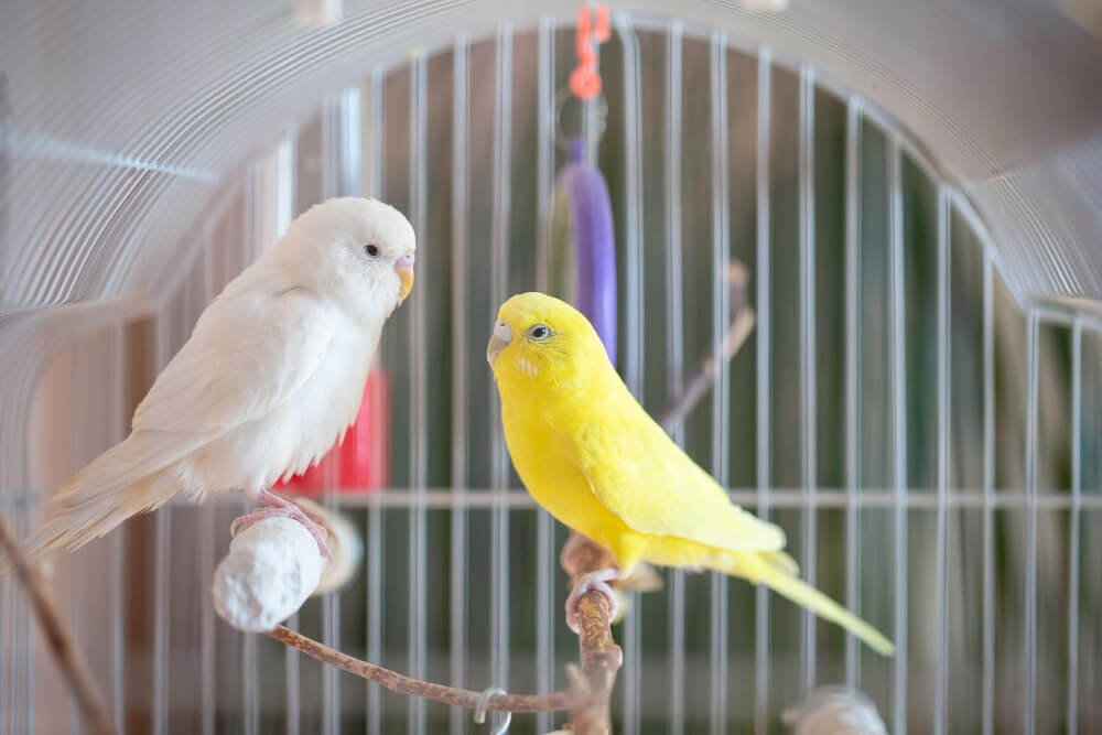 How much does it cost to keep a budgerigar