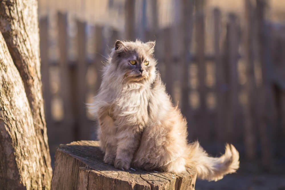 Persians Cats Personality Traits