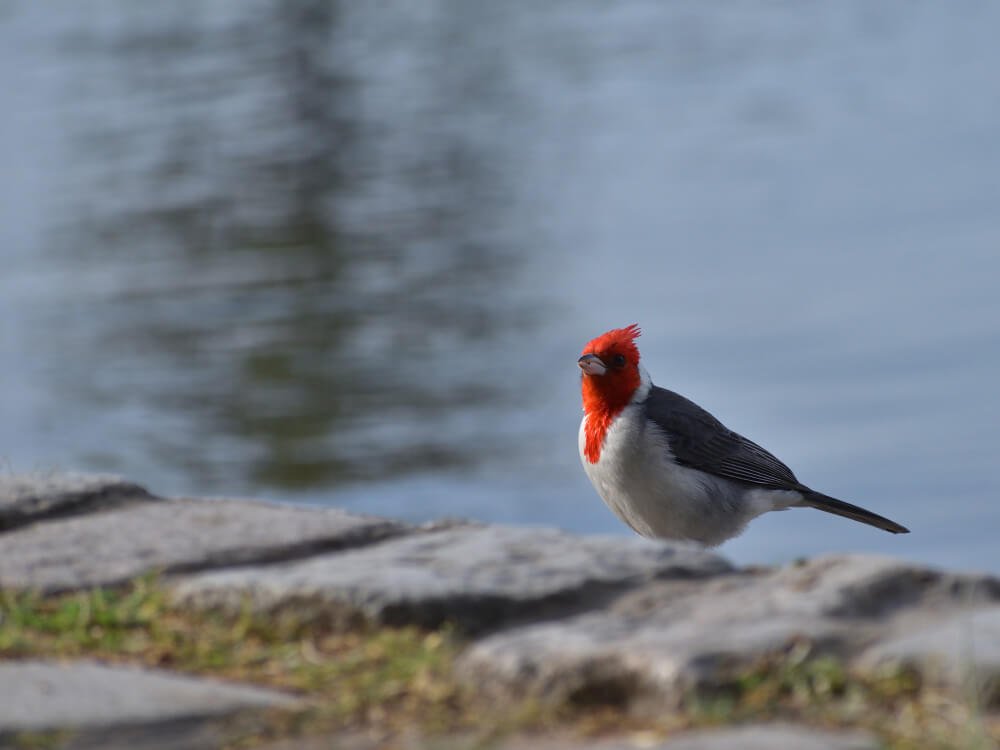 Red-crested cardinal is a bird with a tuft