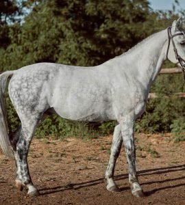 The Best Known Horse Breeds in The World