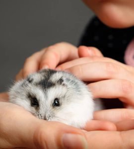 The lifespan of the Russian dwarf hamster find out all about the species