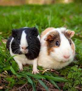 Discover The Main Species of The Hamsters