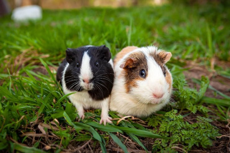 Discover The Main Species of The Hamsters