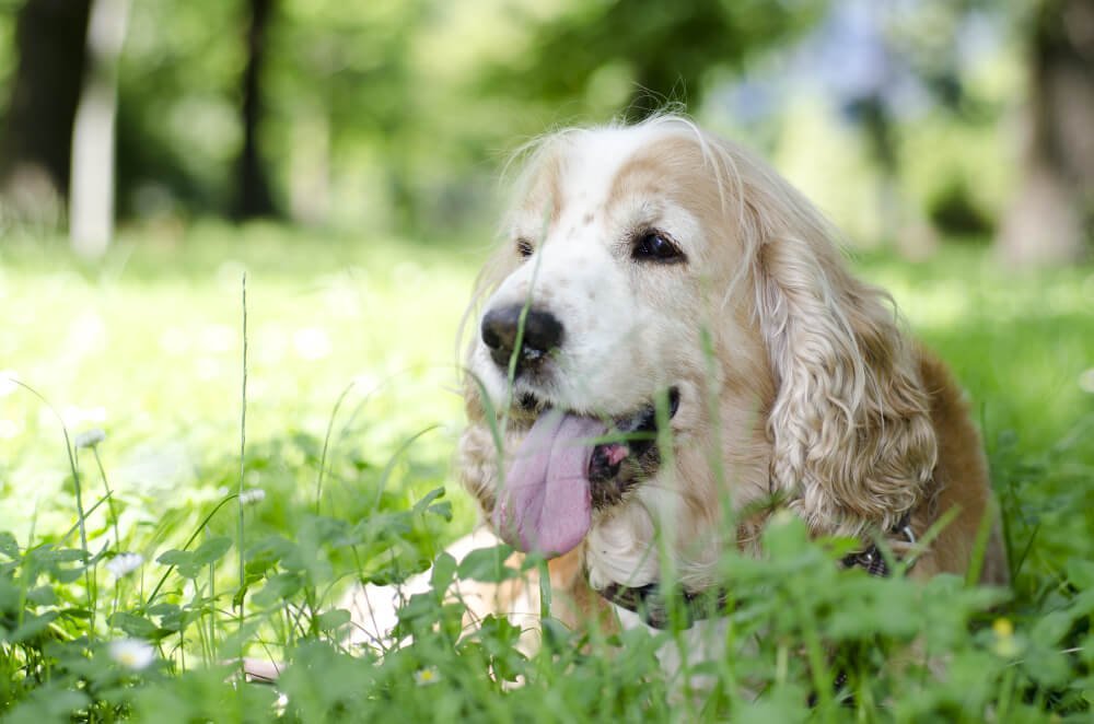 cute golden dog lying on grass-covered filed