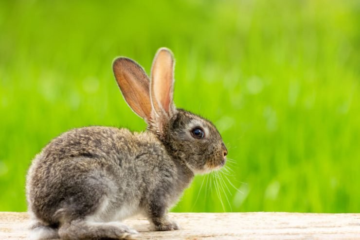 14 Fun Facts About Rabbits