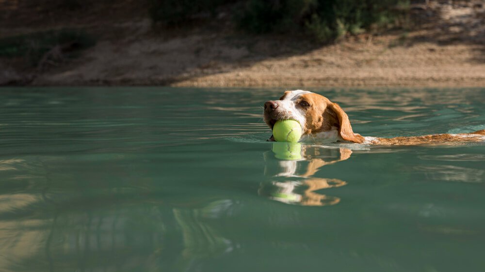 Are tennis balls toxic to dogs