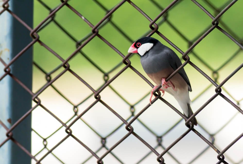 Can the Java sparrow be left alone in the cage