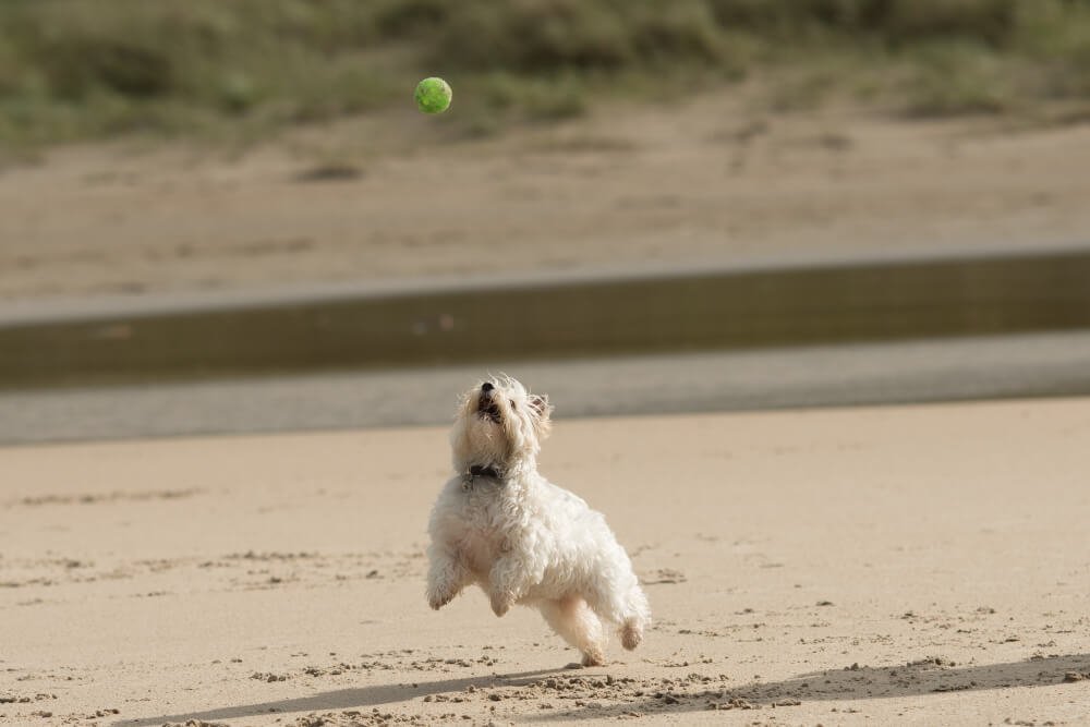 Closeup shot of a white dog playing on a sandy shore