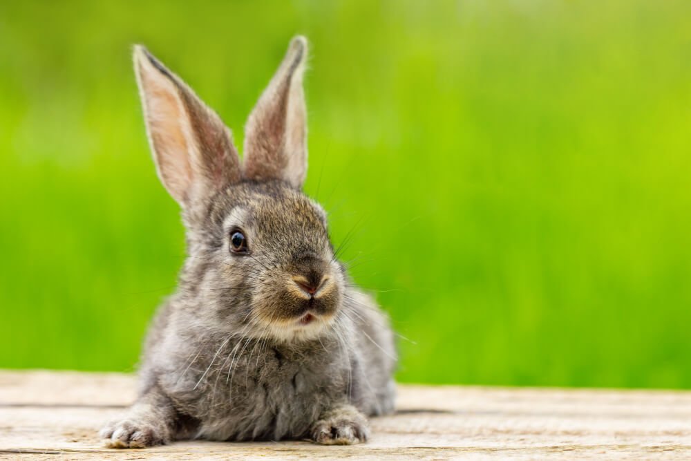 cute fluffy gray rabbit with ears on a natural green