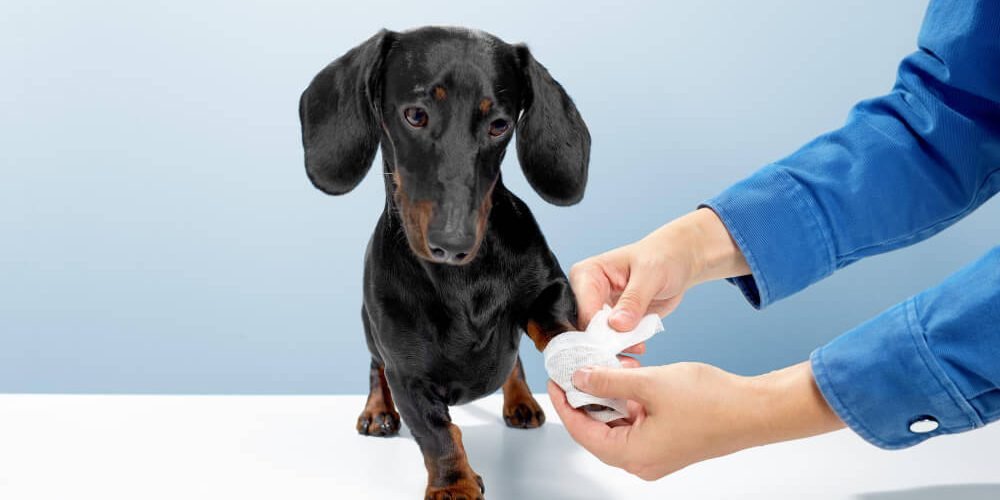 First Aid for Dogs and Cats Here's How to Do It