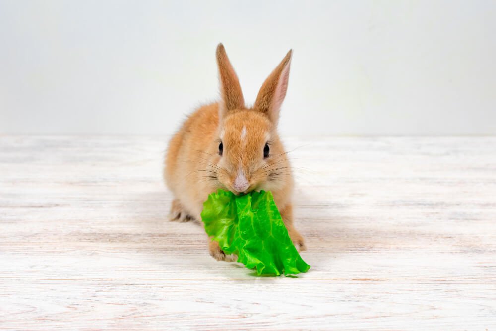 Bunny Diet