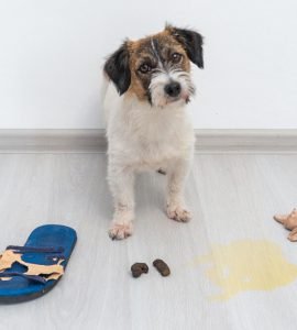 Orange Dog Poop: Causes, Meaning & Treatments