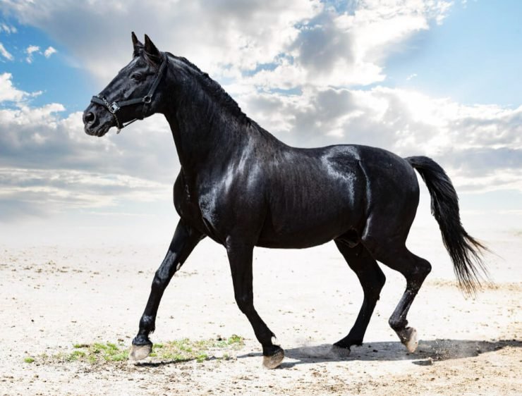 The Magic of Naming Your Black Horse: Tips and Tricks to Finding the Perfect Fit
