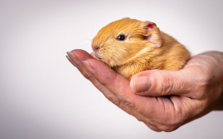 50 Adorable Names for Male Hamsters That Will Steal Your Heart
