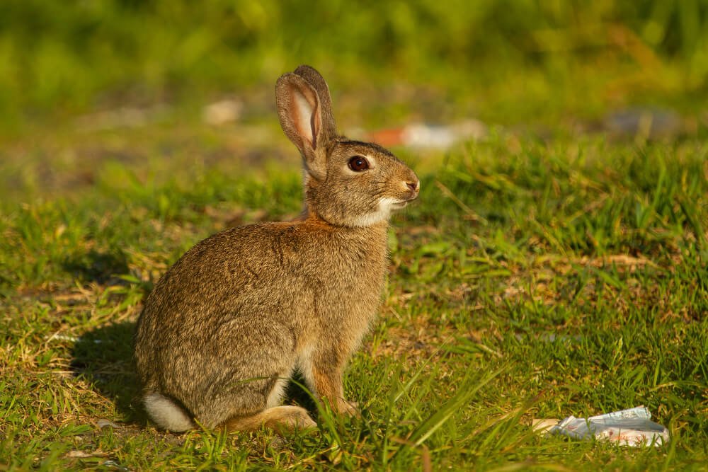 pet name for rabbit
