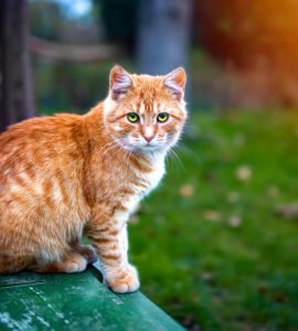 Top 10 Most Popular Cat Names for Male Cats: Which One Suits Your Cat the Best?