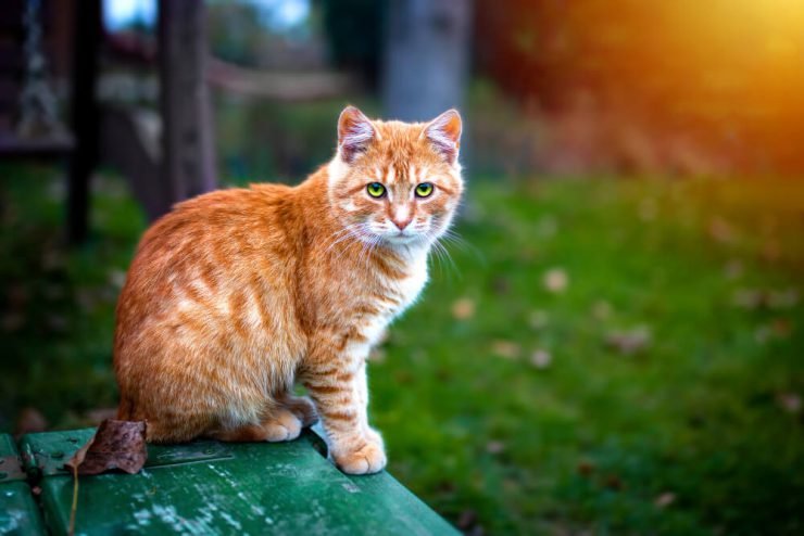 Top 10 Most Popular Cat Names for Male Cats: Which One Suits Your Cat the Best?