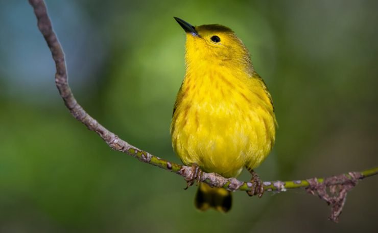 Naming Your Yellow Bird: Tips, Ideas, and Inspiration for a Perfect Fit