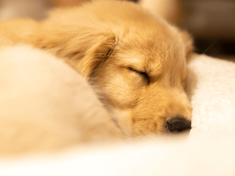 Average sleep hours for Golden Retriever puppies at different ages