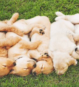 How Much Do Golden Retriever Puppies Sleep