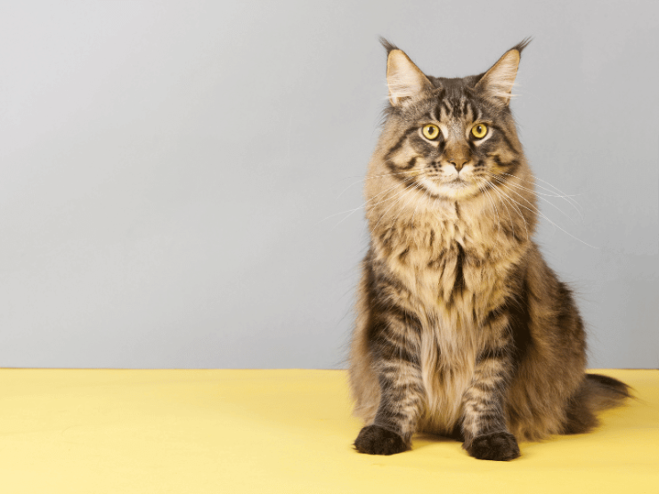 are maine coon hypoallergenic