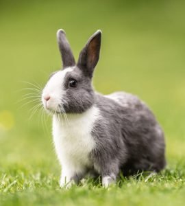 Can Rabbits Eat Grapes Unveiling the Truth and Potential Risks