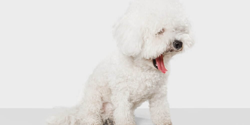 Poodle Puppy Shedding What to Expect and How to Manage It