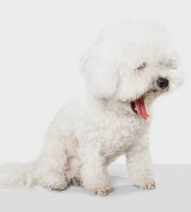 Poodle Puppy Shedding What to Expect and How to Manage It