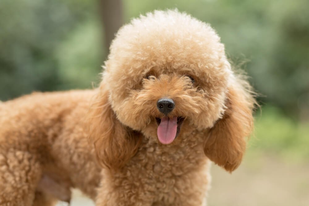 cute puppy Toy poodle